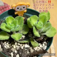 アロマティカス　ライムシャワー　G対策に‼️ 抜き苗　根付き　2本　おさるさんのサムネイル