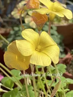 yoshita様 リクエスト 10点 まとめ商品