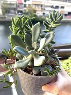 2025年最新】月下美人錦の人気アイテム - メルカリ