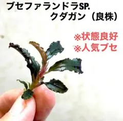 ブセファランドラクダガンBucephalandra sp.Kedagang 1株 - メルカリ