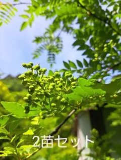 neginegi様 リクエスト 2点 まとめ商品