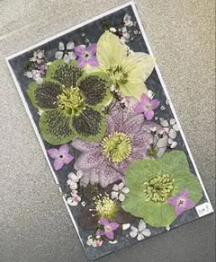No.3クリスマスローズと春の花セット