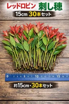 レッドロビン 刺し穂 15cm 30本セットのサムネイル