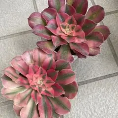 2026年最新】アエオニウムの人気アイテム - メルカリ