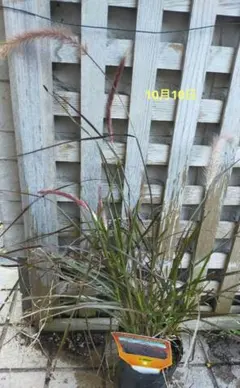 宿根草　正規購入品　パープルファウンテングラス　赤い穂