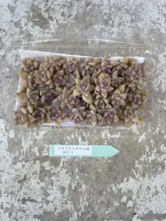 クラプトペタルム属　桜牡丹 多肉植物のサムネイル