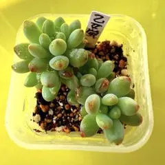 2026年最新】乙女蛍多肉植物の人気アイテム - メルカリ