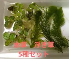 水草　浮き草　5種セット　アマゾンフロッグピット　アナカリス　マツモ　メダカのサムネイル
