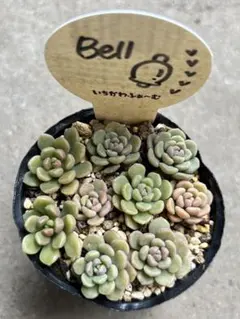 2026年最新】いちかわふぁーむの人気アイテム - メルカリ