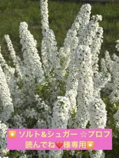 ソルト&シュガー ☆プロフ読んでね❤️様専用✴️