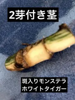 斑入りモンステラボルシギアナホワイトタイガー ミドルカット 茎伏せ 2芽付きのサムネイル