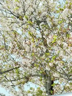 2026年最新】アルビオン フラルネ 乳液の人気アイテム - メルカリ