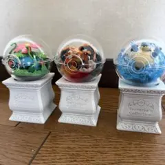 フシギバナ、リザードン、カメックス、ミュウツー等 テラリウム
