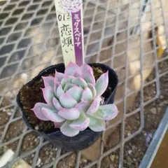 2025年最新】おらい 多肉植物さん苗の人気アイテム - メルカリ