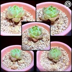 多肉植物七福神抜き苗第四種郵便にて発送 - メルカリ