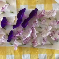 押し花 朝顔 紫と白のストライプ 乾燥済み　12個