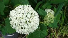 紫陽花 アナベル ひこばえ幼苗⑦ アメリカアジサイ 抜き苗1本 - メルカリ