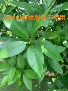 가지가있는 약 50 개의 귤 잎