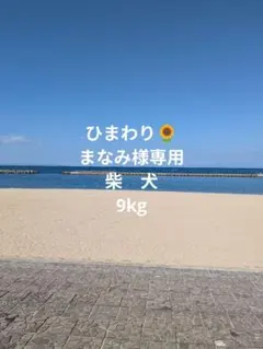 まなみ様専用　柴犬4輪　リハビリ　食事補助　犬用車椅子　介護補助　犬の歩行器