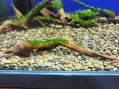 南米ウィローモス　水草付き流木　<2685>　アクアリウム　レイアウト 水草水槽と南米ウィローモスの可愛い使い方 | ペットの専門店コジマ