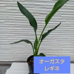 A268nicocosleep様専用です。オーガスタ レギネ ★ポット発送