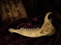 極肉厚約2.4kg】天然 水牛の角 幅約5cm 空洞 置物台座付 骨董オブジェ