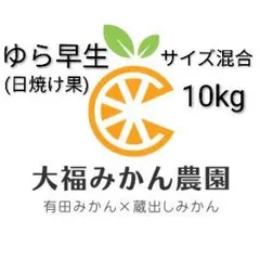 数量限定】高級ゆら早生(有田みかん)訳あり家庭用★サイズ混合10kg　大福みかん