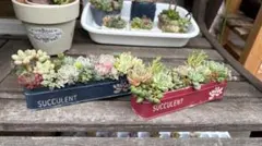 多肉植物寄せ植え用 YK-6 ワンちゃんバージョン - メルカリ
