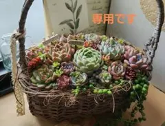 多肉植物寄せ植え　そのまま飾れる　ナチュラルなかご寄せ★*