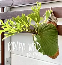 板付け ridleyi wild リドレイ ワイルド senter borneoのサムネイル