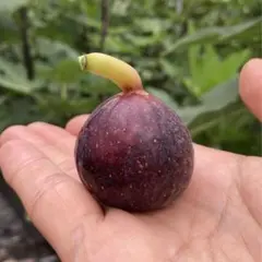 marbo☆様 リクエスト 2点 まとめ商品