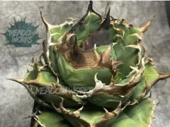 緑犀牛 巌竜 アガベ チタノタ オテロイ 2025年最新】緑犀牛の人気アイテム - メルカリ