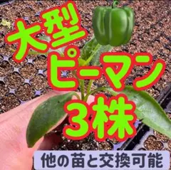 朝どれ新鮮✨産地直送☀️高知県産ピーマン3キロ送料込み！減農薬栽培