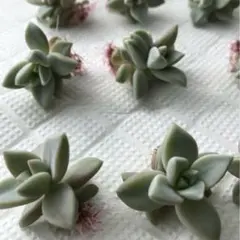 【多肉植物】朧月の小苗5個+葉5枚