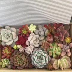 多肉植物　カット苗　寄せ植えセット