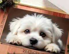 yui様 リクエスト 2点 まとめ商品