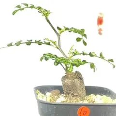 【塊根植物】オペルクリカリアパキプス 根挿し パワータンク⑩のサムネイル