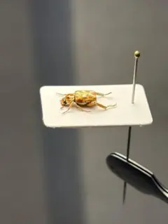 2026年最新】プラチナコガネ 標本の人気アイテム - メルカリ