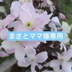 M ＊まさとママ様 リクエスト 2点 まとめ商品