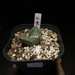 超希少血統オアハカワイルド/アガベ子株（麻花龍、アイボリー、レジェンド、冰雹） fit=scale-down,w=1200