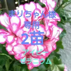 激レア クリスピュームレモンセイントゼラニウム レモンの香り