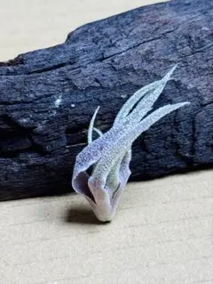 Tillandsia Argentea 速達発送 - メルカリ