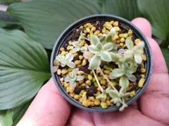 多肉植物　子持ち蓮華錦　ポットのサムネイル