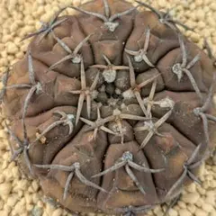 【親木】狂刺守殿玉 天平丸 魔天竜 緋冠竜 太平丸 黒王丸 ギムノカリキウム 2025年最新】守殿玉の人気アイテム - メルカリ