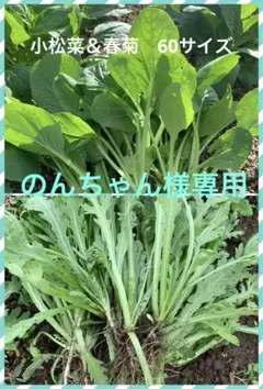 のんちゃん様専用 サービス品! 小松菜＆春菊　60サイズ段ボール