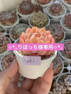 りぼっち様 リクエスト 2点 まとめ商品