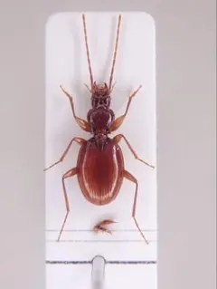 徳之島産 ヤマトサビクワガタ 規制前採集 - メルカリ
