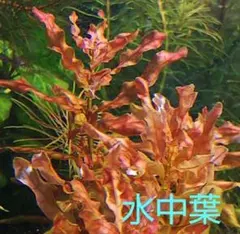 【対応中】１本 １０ ルドウィジア トルネード♪ 水中葉 インクリナータ sp. 楽天市場】（水草）ルドウィジア インクリナータ トルネード（水上葉