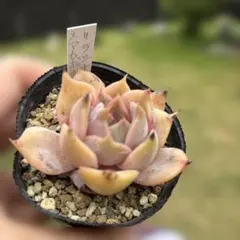 リラシナ×アガボイデス 抜き苗 多肉植物 エケベリア - メルカリ