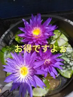 熱帯睡蓮プラムクレージーとトロピックサンセット？のサムネイル